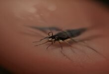 مظفرپور میں ڈینگو کے مزید دو کیس سامنے آئے، محکمہ صحت چوکس